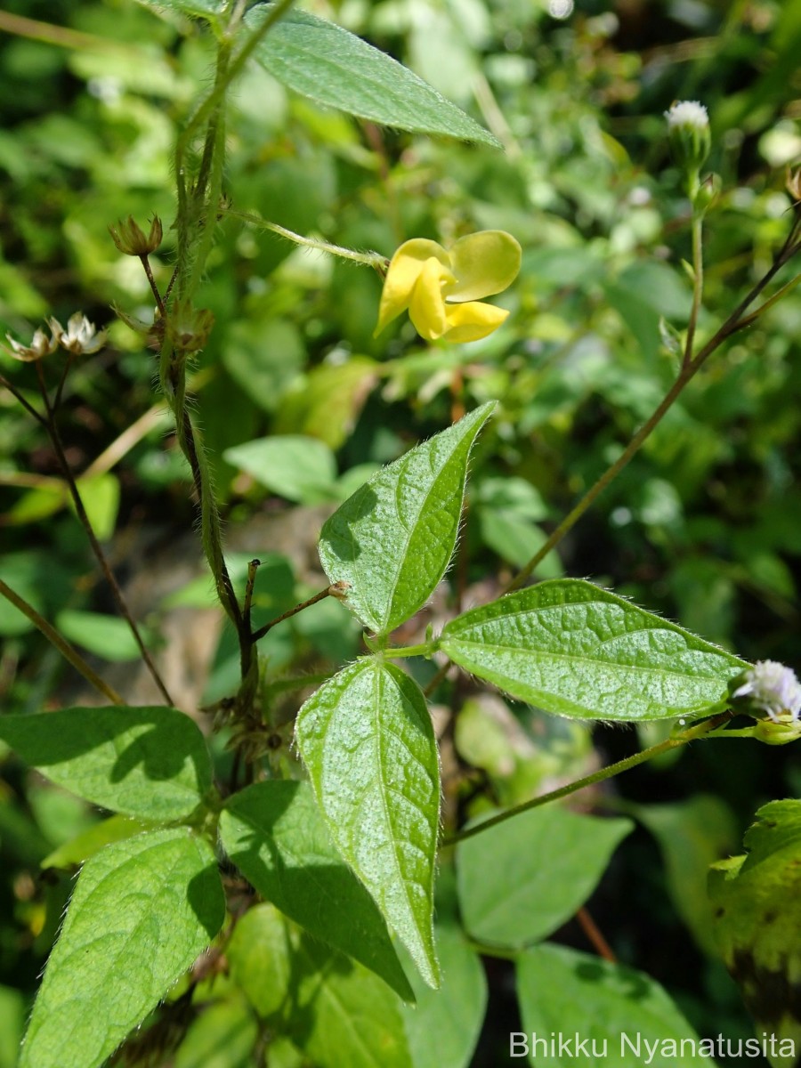Tragia involucrata L.